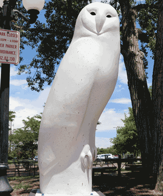 Snowy-Owl